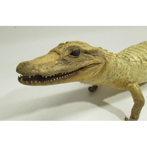 1346 - Taxidermy study of a Cayman crocodile, L69cm, a/f