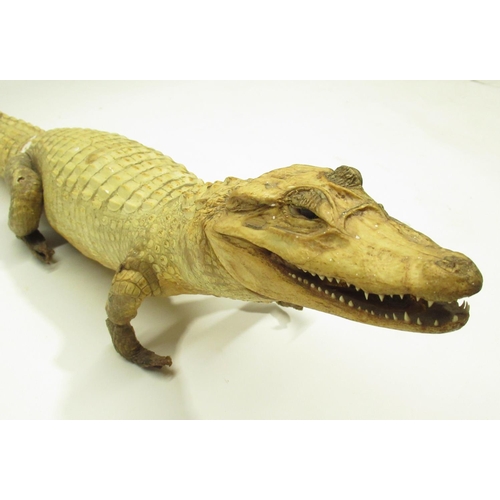 1346 - Taxidermy study of a Cayman crocodile, L69cm, a/f