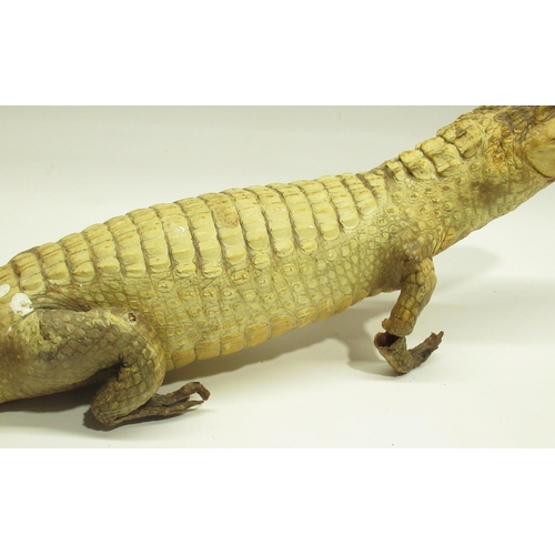 1346 - Taxidermy study of a Cayman crocodile, L69cm, a/f