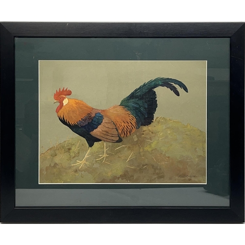 1350 - Ralston Gudgeon RSW (Scottish 1910-1984); Bantam Cock, watercolour and gouache, signed, 37cm x 50cm