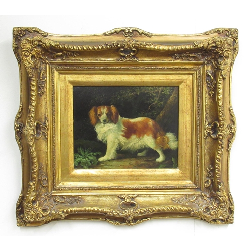 480 - English School (Contemporary); Spaniel in a wood, oil on panel, 19cm x 24cm