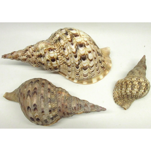 330 - Collection of 3 Triton's trumpet sea shells, (Charonia tritonis - Indo-Pacific region) largest appro... 