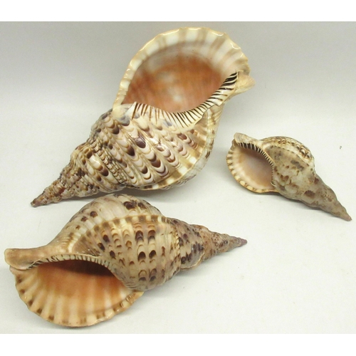 330 - Collection of 3 Triton's trumpet sea shells, (Charonia tritonis - Indo-Pacific region) largest appro... 