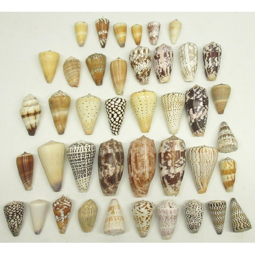 331 - Collection of 40 cone (Conus - Indo-West Pacific) sea shells, various sizes from 4-11cm in length an... 