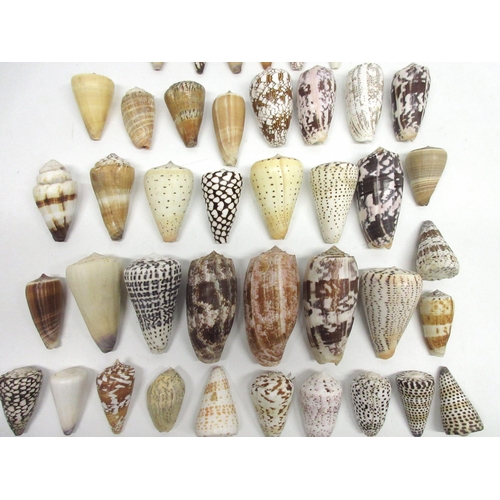 331 - Collection of 40 cone (Conus - Indo-West Pacific) sea shells, various sizes from 4-11cm in length an... 