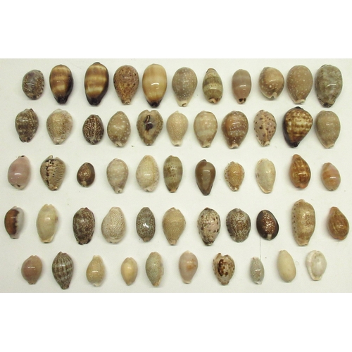 333 - Large collection of various assorted cowry/cowrie sea shells, various types and colourations includi... 