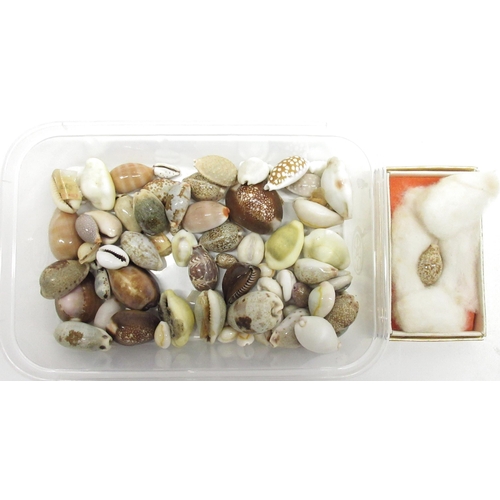 333 - Large collection of various assorted cowry/cowrie sea shells, various types and colourations includi... 