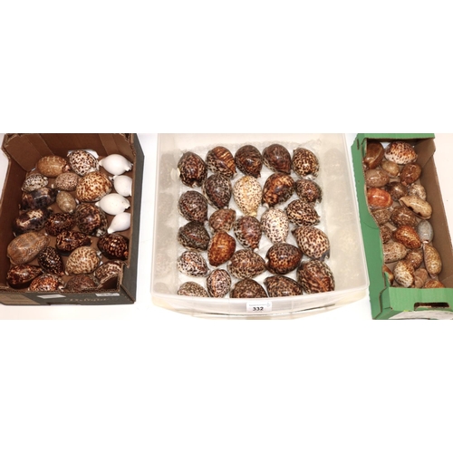 332 - Large collection of approx. 70 various types of Cowry sea shells (Cypraea - Indo-Pacific) including,... 