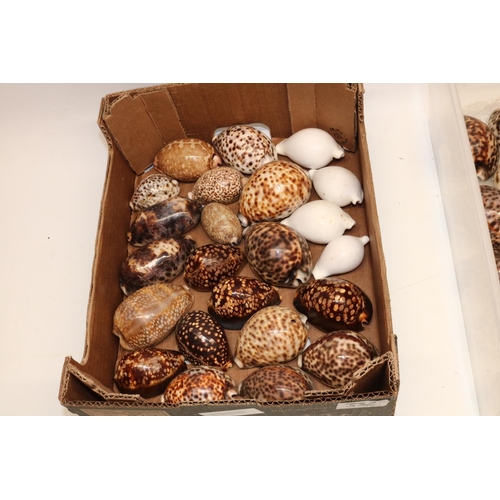 332 - Large collection of approx. 70 various types of Cowry sea shells (Cypraea - Indo-Pacific) including,... 