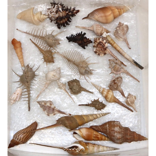 334 - Collection of mostly Murex sea shells of various variety's and other including Thatcher`s wonder she... 