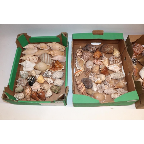 335 - Large collection of sea shells in 4 boxes, various types including, various conch, various Murex and... 