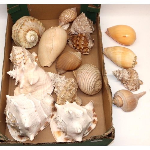 336 - Good selection of large sea shells, including Queen Conch (Strombus gigas) and other variants (16)