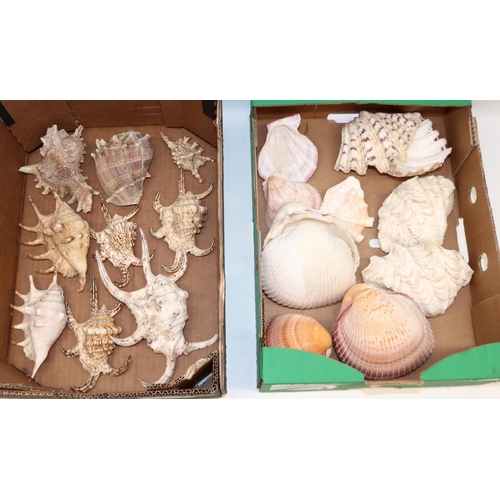 337 - Collection of various sea shell, mostly clam type and spider (Lambis) variants range in length 9-20c... 