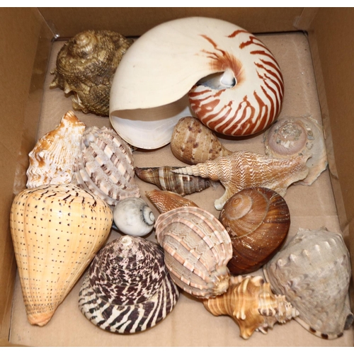 338 - Interesting collection of assorted sea shells including, Listers Conch, circular saw, Harp, large co... 