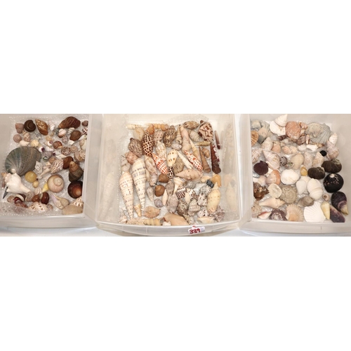 339 - A large good mixed collection of various sea shells of small to medium size including, Murex, Cone, ... 