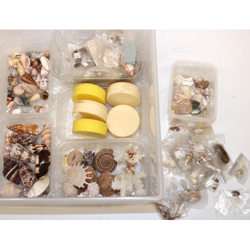 340 - A good mixed large collection of various assorted small sea shells including, spiral, coral, broken ... 