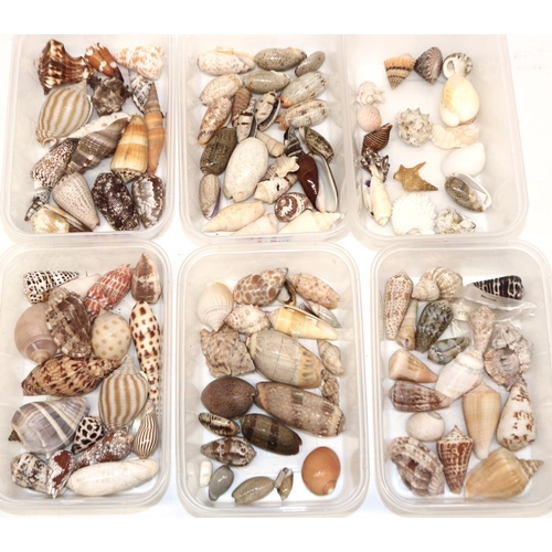 341 - Mixed collection of small sea shells (2-9cm in length) of various types including, cone, cowrie, Mur... 