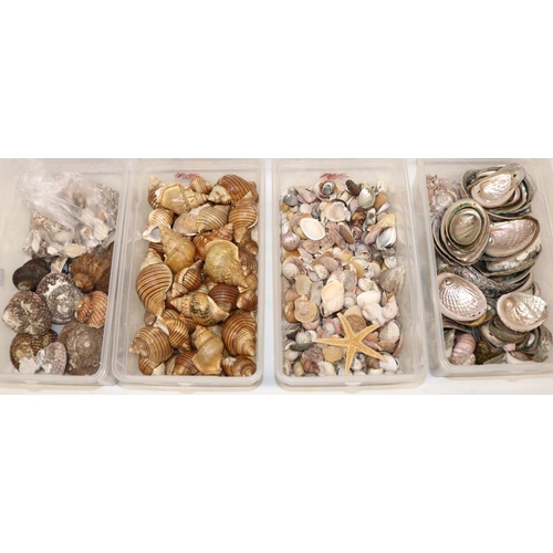 342 - Mixed large collection of small to medium sea shells including, Abalone (Haliotis) 1 x starfish, Can... 