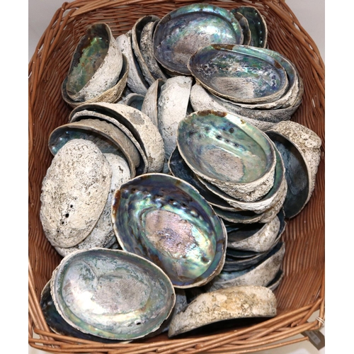 344 - Large collection of abalone sea shells (qty)