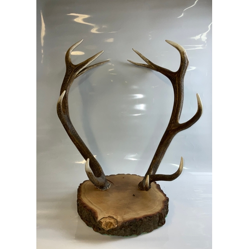 632A - A set of mounted on oak panel red deer antlers 6 pointer, approximate length of antler 75cm