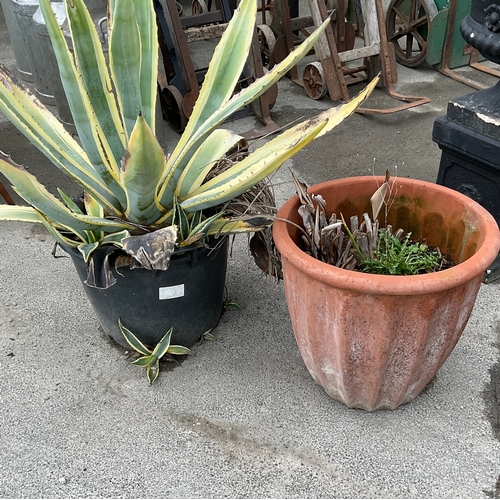 1246 - One large red terracotta planter pot and a Aloe Vera style plant in plastic planter