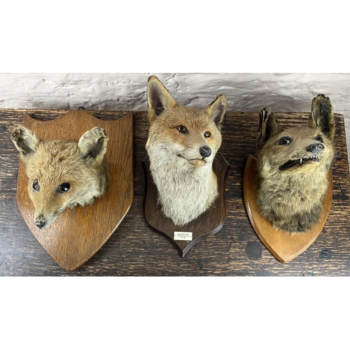 1188 - R Spicer & Sons Taxidermists of Leamington - a fox mask on oak shield with plaque 