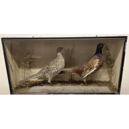 1185 - Victorian Taxidermy study of a pair of female and male Pheasants, in glazed front black painted case... 