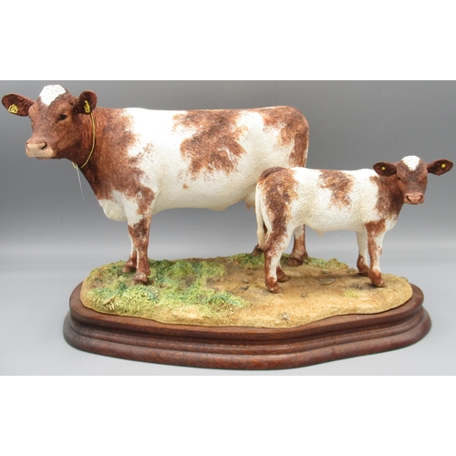 Border Fine Arts, Beef Shorthorn Cow & Calf by Kirsty Armstrong, B1139, limited edition 316/500 with certificate, H17cm W30cm