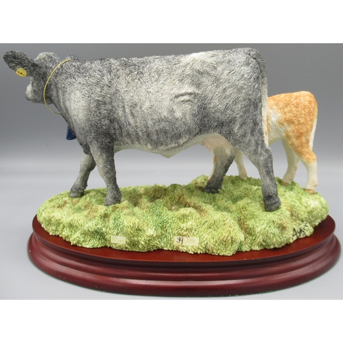 349 - Border Fine Arts, Blue Grey Cow with Cross-bred Calf by Ray Ayres, B1648, limited edition 39/350 wit... 