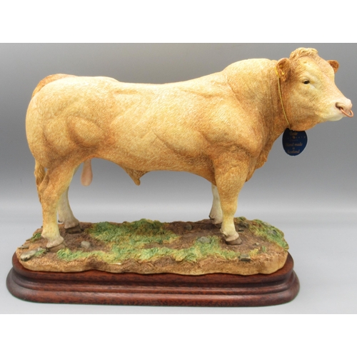 Border Fine Arts, Blonde D'Aquitaine Bull by Kirsty Armstrong, B1188, limited edition 148/500 with certificate, H19cm W28cm