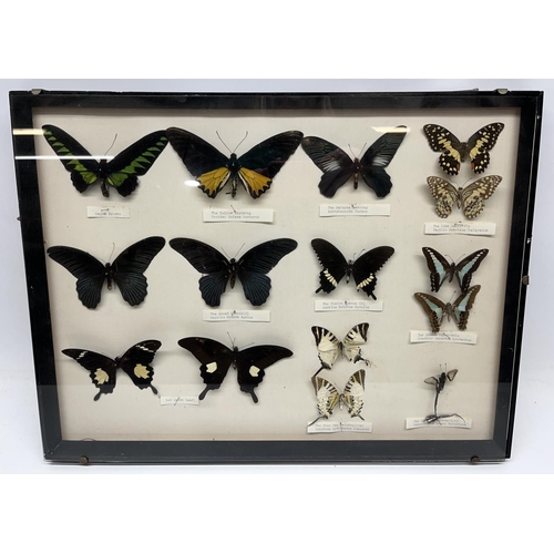 165 - 20th century framed and mounted exotic butterfly collection - Rajah Brooke, Yellow Birdwing, Malayan... 