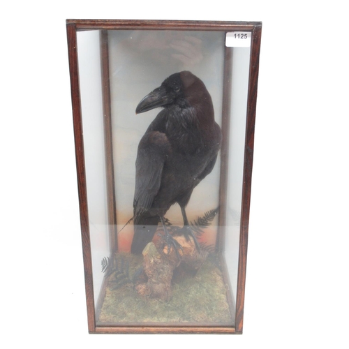 1125 - Taxidermy cased Common Raven in naturalistic setting, H57cm.