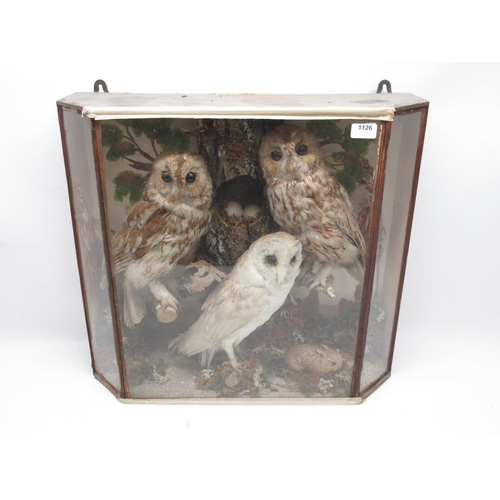 1126 - Taxidermy cased two Tawny Owls and Barn Owl in naturalistic setting, H54cm.