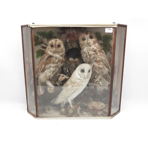 1126 - Taxidermy cased two Tawny Owls and Barn Owl in naturalistic setting, H54cm.