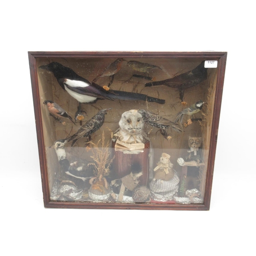 1127 - Taxidermy cased Barn Owl, Magpie, Robin other birds and rodents in school room setting, H55.5cm.