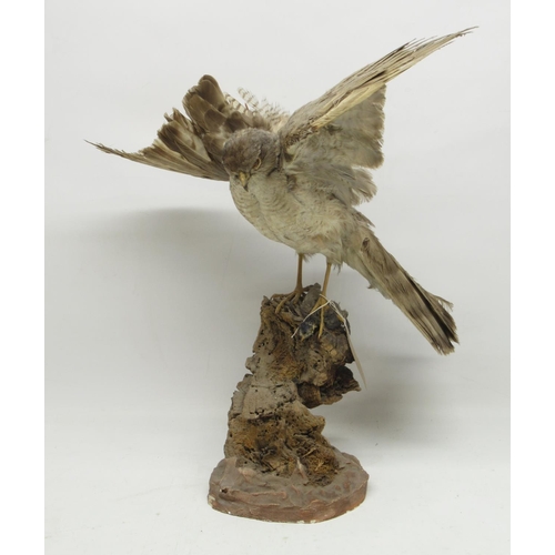 1128 - Taxidermy specimen of Sparrow Hawk perched on a branch, H40cm.