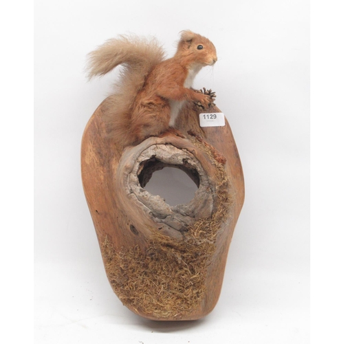 1129 - Taxidermy specimen of Red Squirrel on a tree, H40cm.