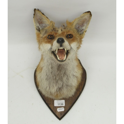 1130 - Taxidermy Fox mask mounted on shield shaped wooden plaque, H24cm.