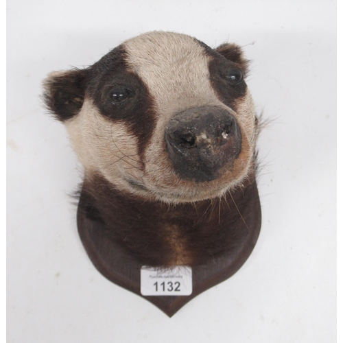 1132 - Taxidermy Badger mask mounted on shield shaped wooden plaque, H17cm.