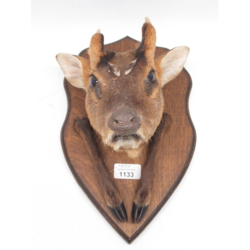 1133 - Taxidermy Chinese Water Deer mounted on shield shaped wooden plaque, H33cm.