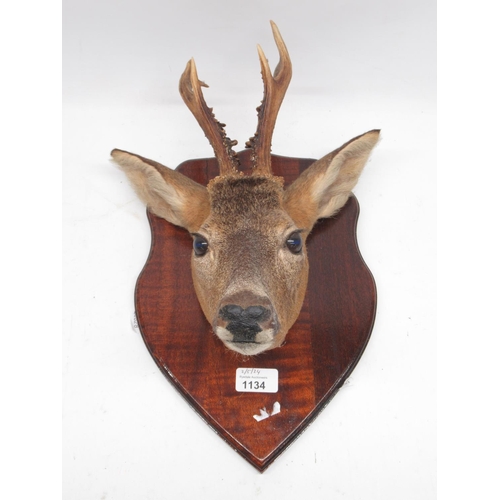 1134 - Taxidermy Roe Deer mounted on shield shaped wooden plaque, H34cm.