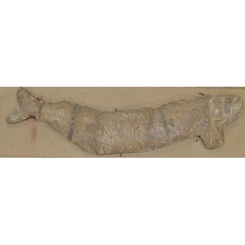 273 - Large fossilized fish (discovered in Brazil, possibly Cladocyclus). Please note tail detached and va... 