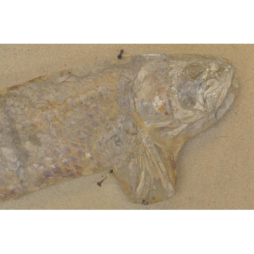 273 - Large fossilized fish (discovered in Brazil, possibly Cladocyclus). Please note tail detached and va... 