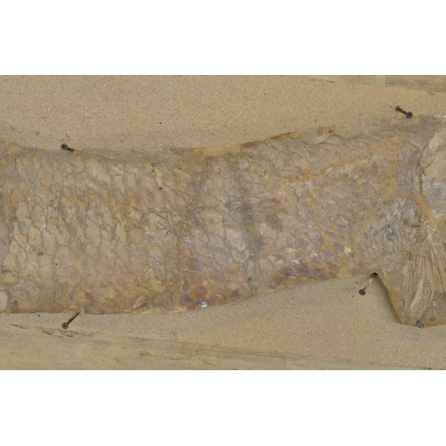 273 - Large fossilized fish (discovered in Brazil, possibly Cladocyclus). Please note tail detached and va... 