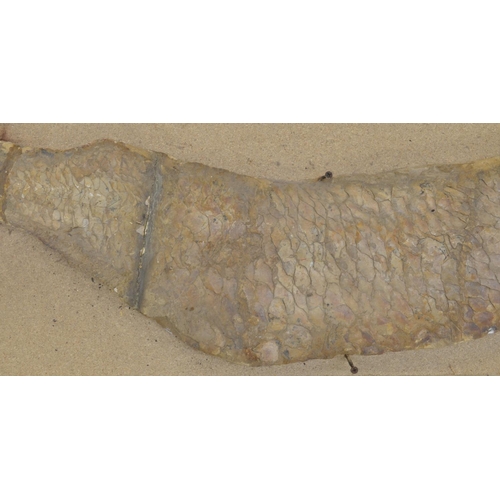 273 - Large fossilized fish (discovered in Brazil, possibly Cladocyclus). Please note tail detached and va... 