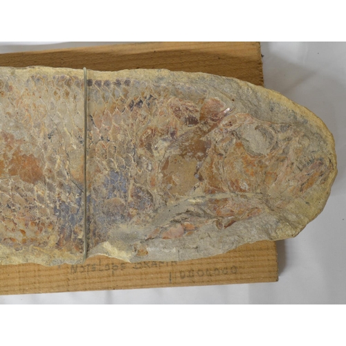 274 - Fossilized fish (Cladocyclus, discovered in Brazil). Please note item broken in 2 areas, overall len... 