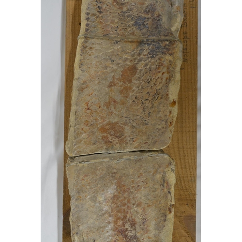 274 - Fossilized fish (Cladocyclus, discovered in Brazil). Please note item broken in 2 areas, overall len... 