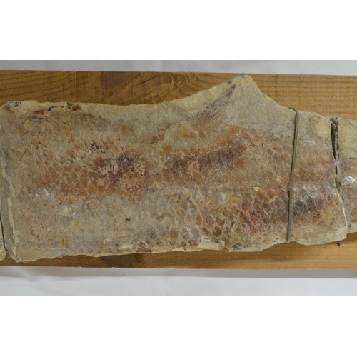 274 - Fossilized fish (Cladocyclus, discovered in Brazil). Please note item broken in 2 areas, overall len... 