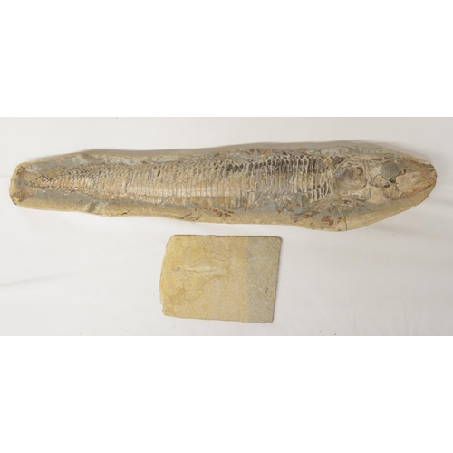 275 - Two fossilized fish, larger example overall length 51cm (please note head snapped off and repaired),... 