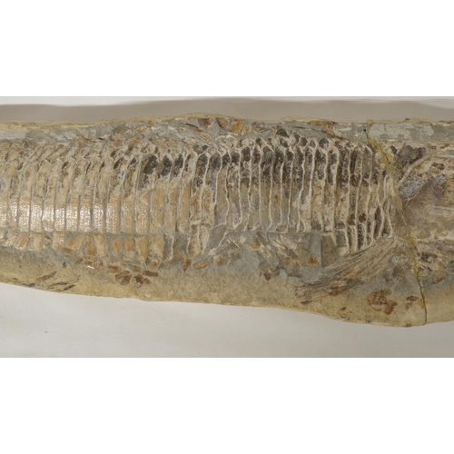 275 - Two fossilized fish, larger example overall length 51cm (please note head snapped off and repaired),... 